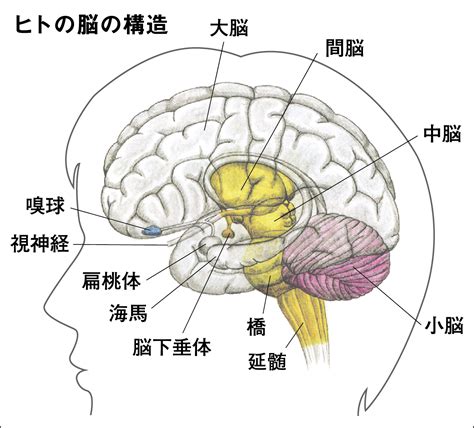 頭部位置|ヒトの脳